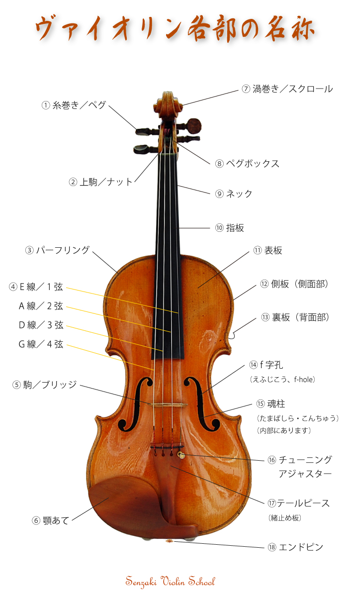 ヴァイオリン各部の名称と解説 仙崎ヴァイオリン教室